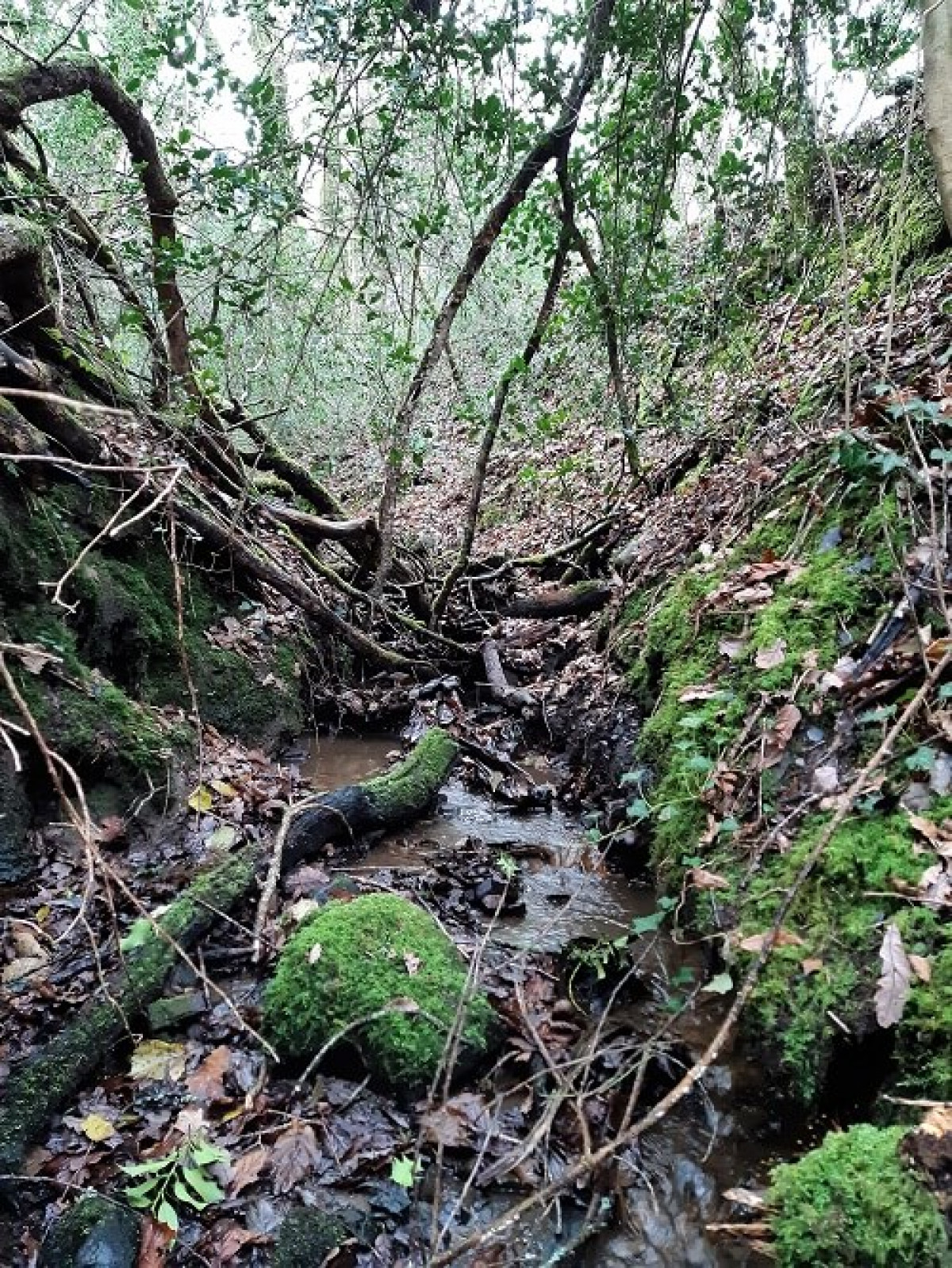 Branches And Leaves Creating Leaky Dams In Middle Stream Branches And Leaves Creating Leaky Dams In Middle Stream