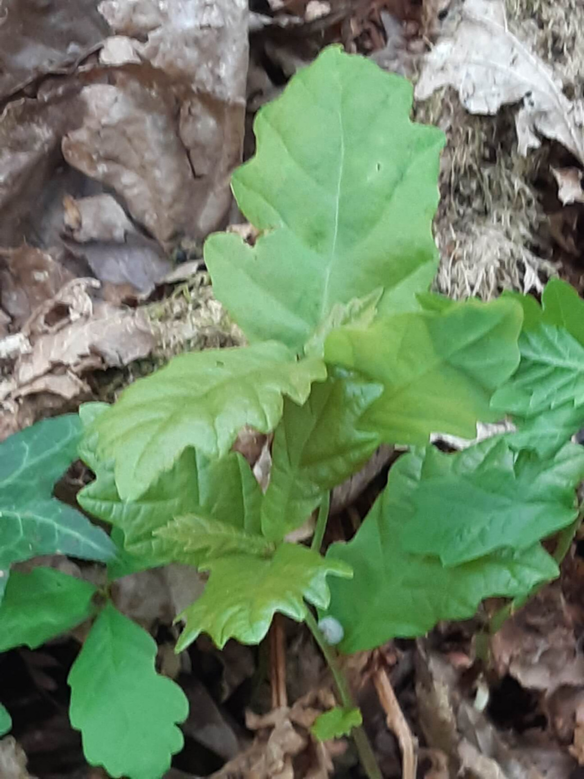 Young Oak Sapling Young Oak Sapling