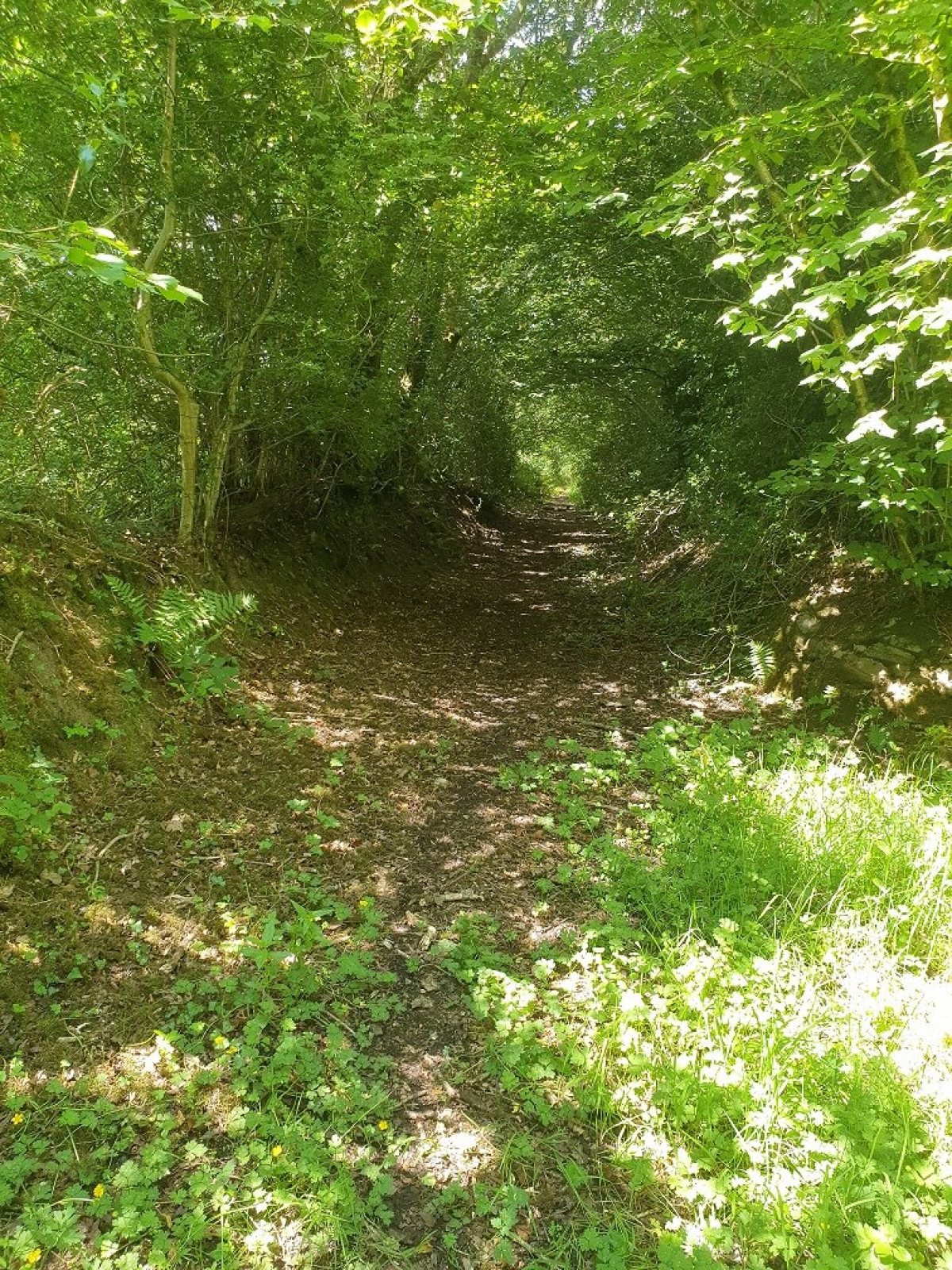 The Holloway At Coed Olaf The Holloway At Coed Olaf